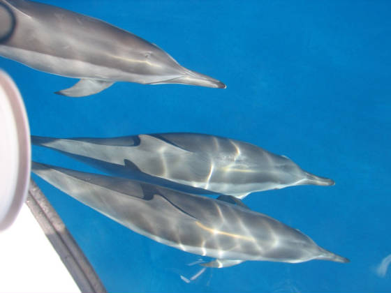 dolphins_maui.jpg